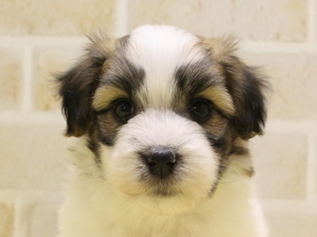 東京都のハーフ犬 (ペッツワン町田多摩境店/2024年4月7日生まれ/男の子/ホワイトブラウン)の子犬
